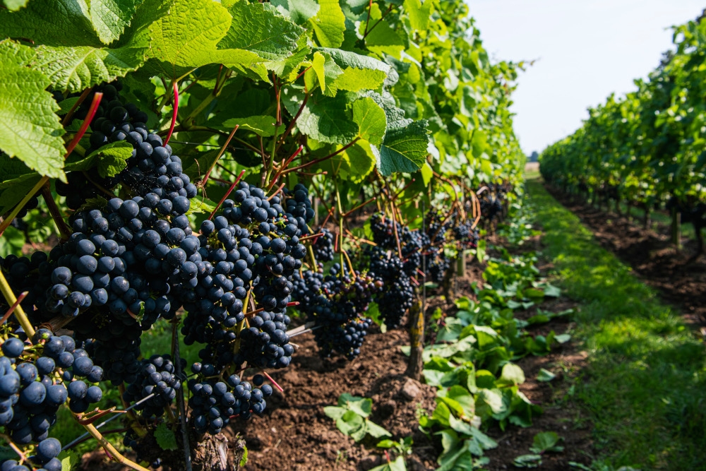 France’s Champagne faces record-early harvest after brutal growing season