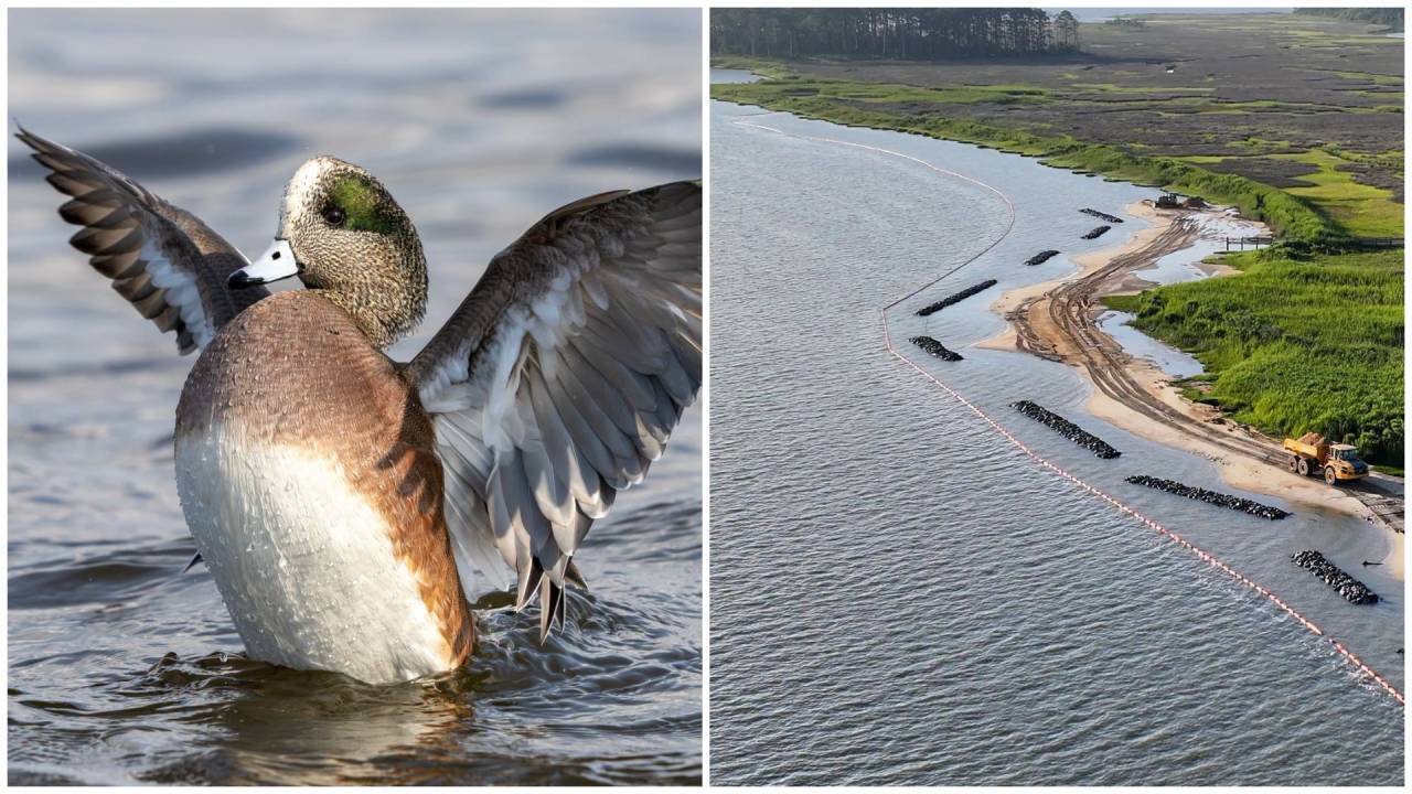 Virginia’s $8M project restores Ragged Island shoreline, adds marsh + oyster reef