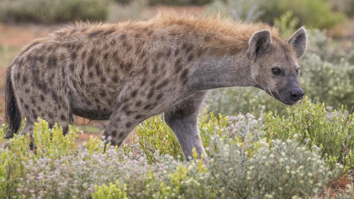 Spotted hyena daughters inherit rank, resources, and a taste for power