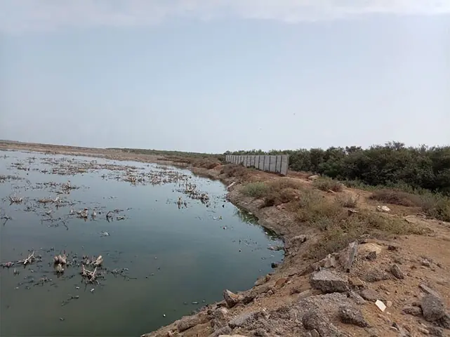 Mangrove cutting for land reclamation at Karachi's Korangi Creek threatens environment