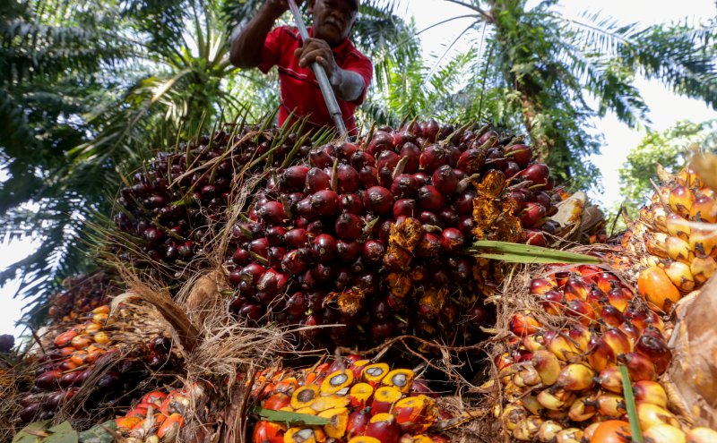 Palm oil falls on Dalian and Chicago rivals, lower crude oil