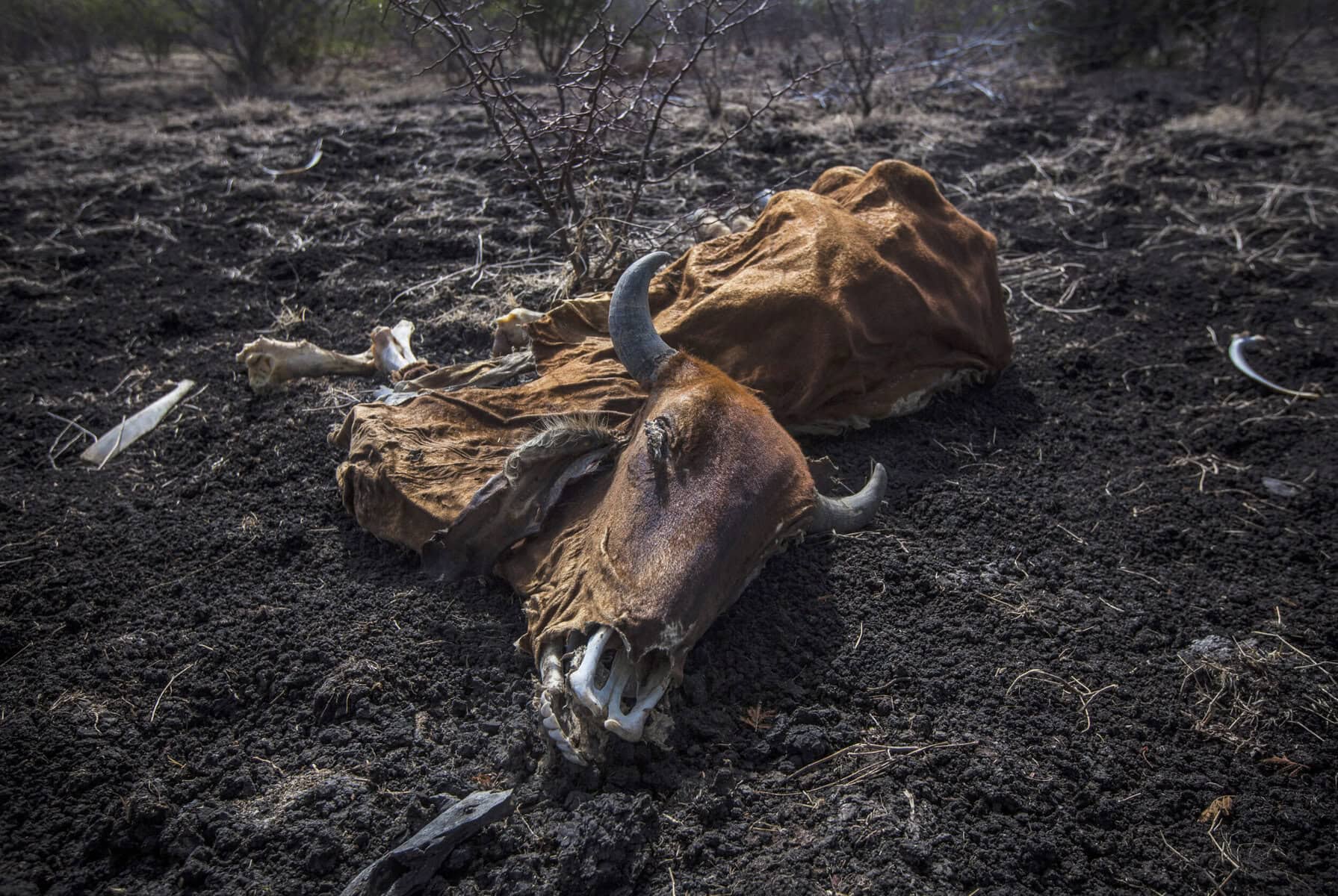 El Niño threat puts SA’s water and food security at risk