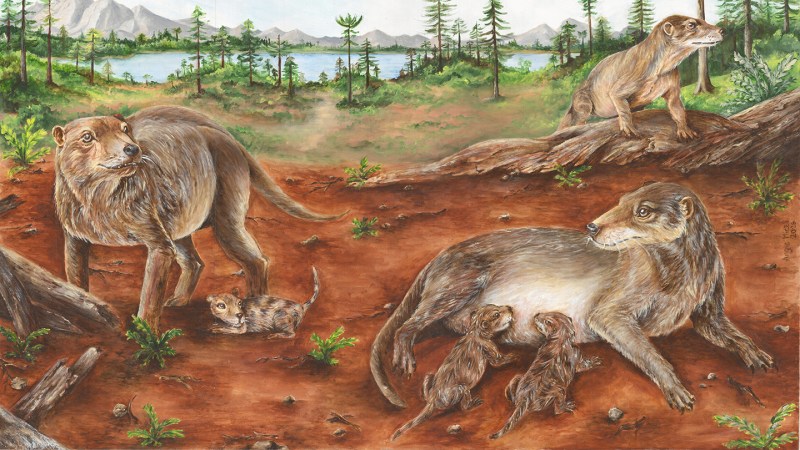 These mammal ancestors birthed live young far earlier than thought