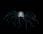 The immortal jellyfish and other mindblowing invertebrates – podcast