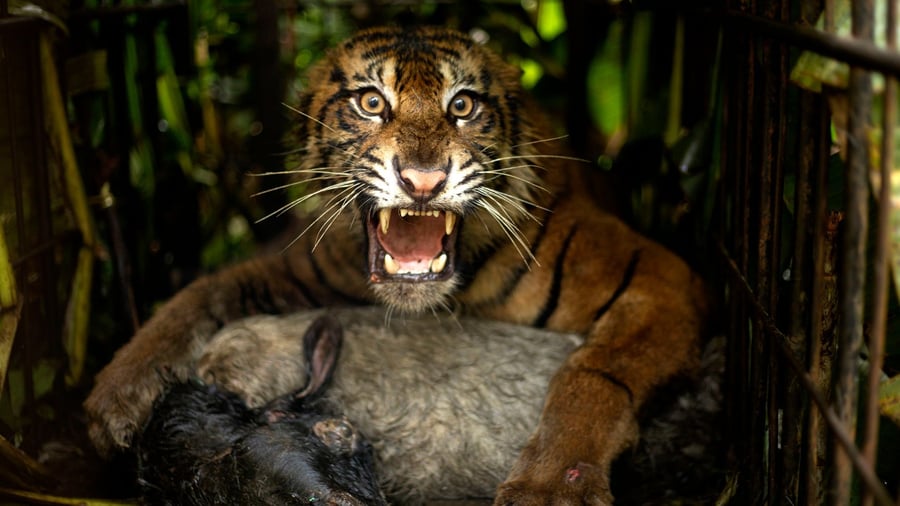 Wild cat to be relocated: In trap: Female tiger causes excitement in Sumatra