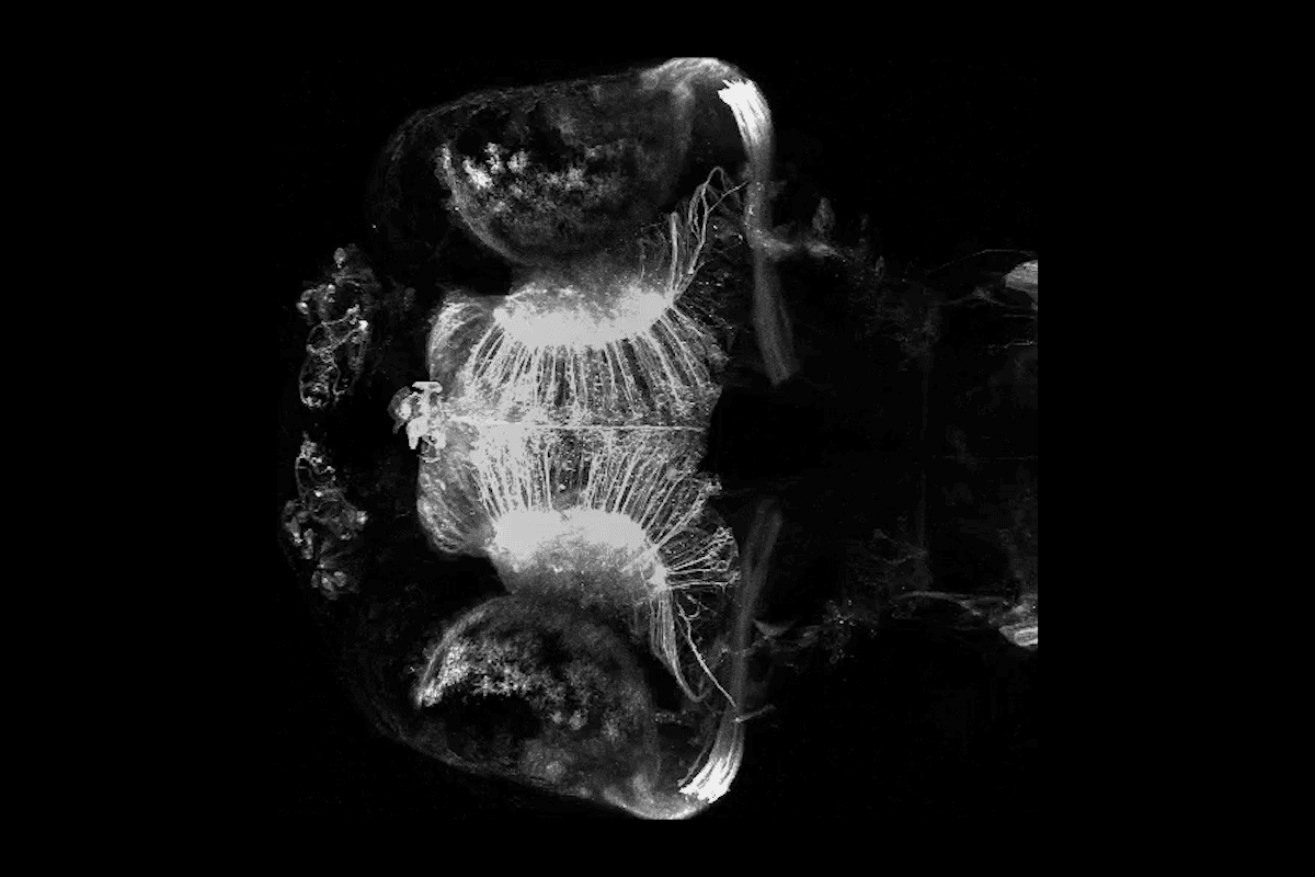 Early experience reshapes zebrafish retinal cells, alters behavior