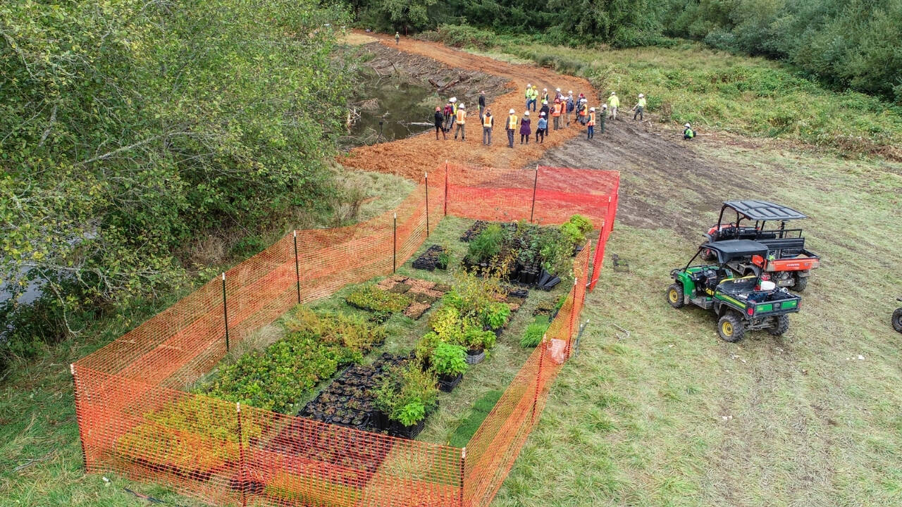 California turns old lumber mill into habitat with 420,000 native plants