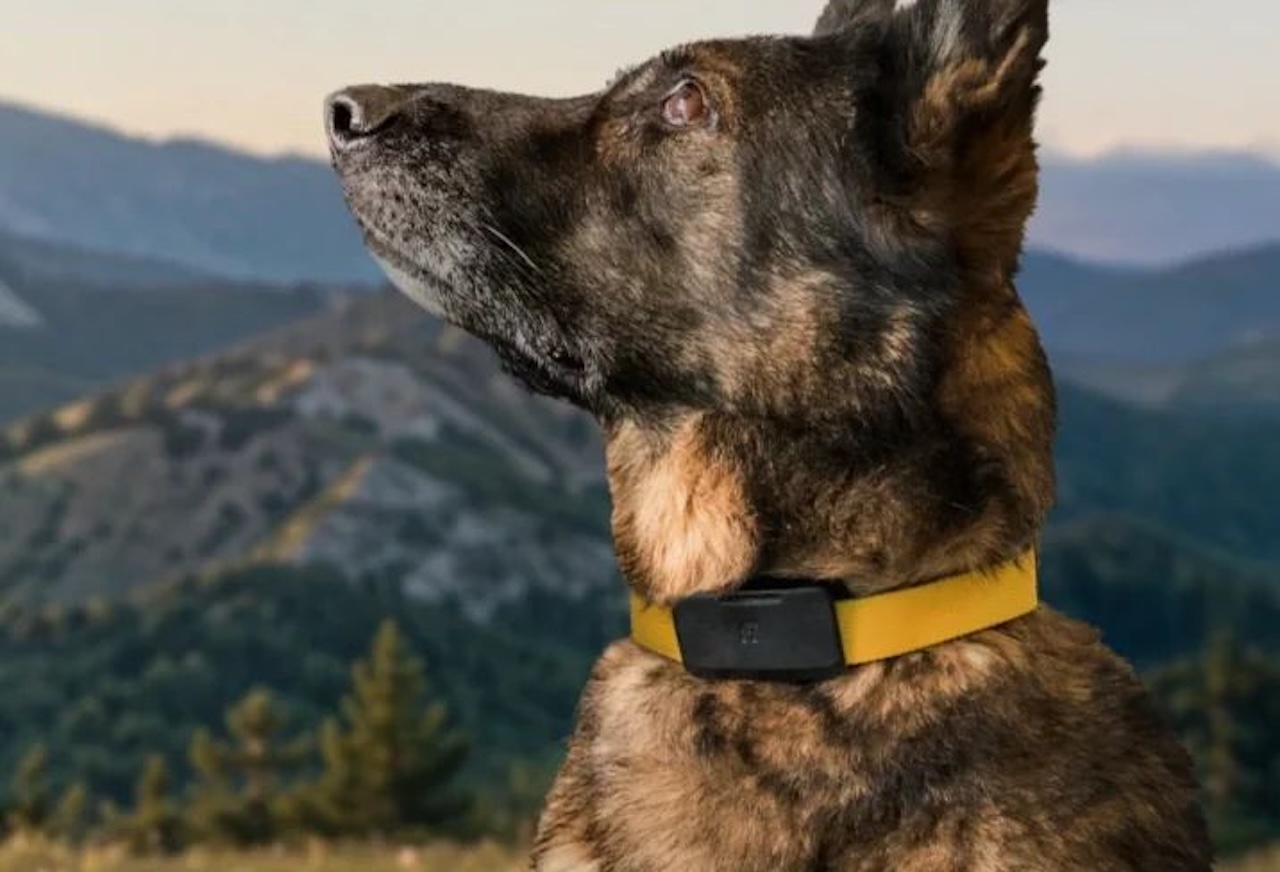 This Starlink Dog Tracker Adds a $408 Question to Every Hike
