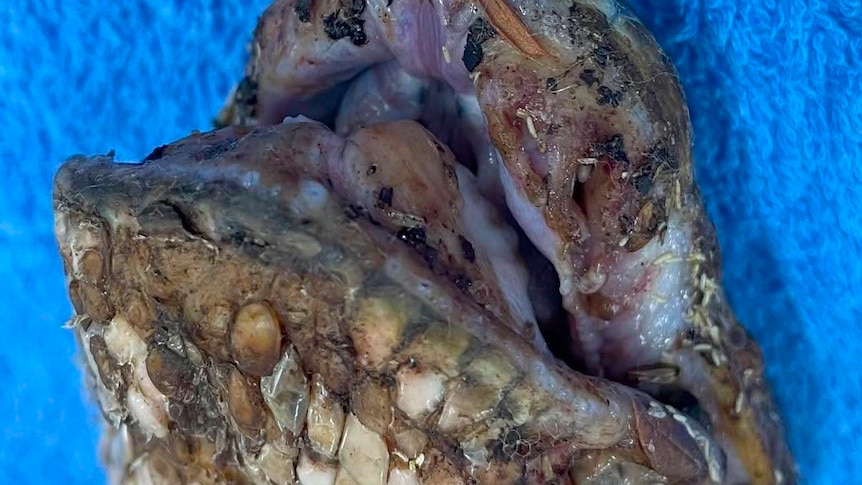 Deadly fungal disease threatens native snakes