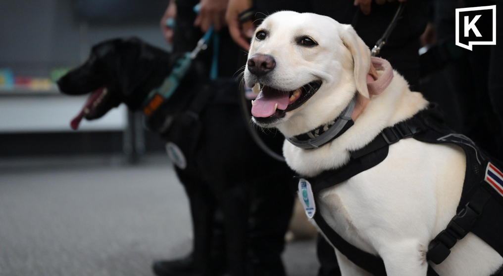 Royal dogs MI6 and Natasha train for global rescue test