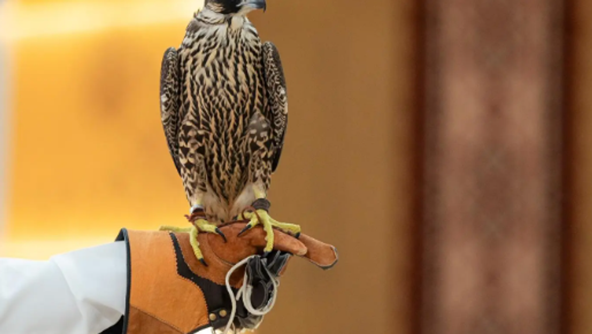 International falcon breeding auction highlights unique species and hybrids