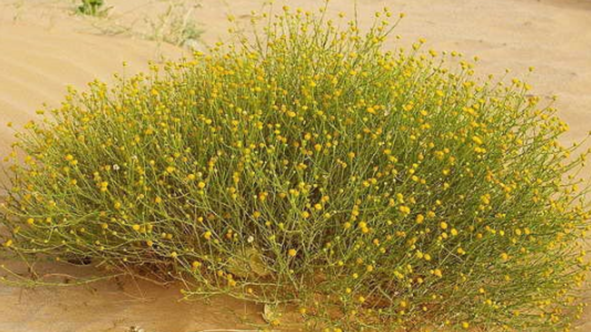 Jathjath and khuzama plants boost vegetation in King Salman Royal Reserve