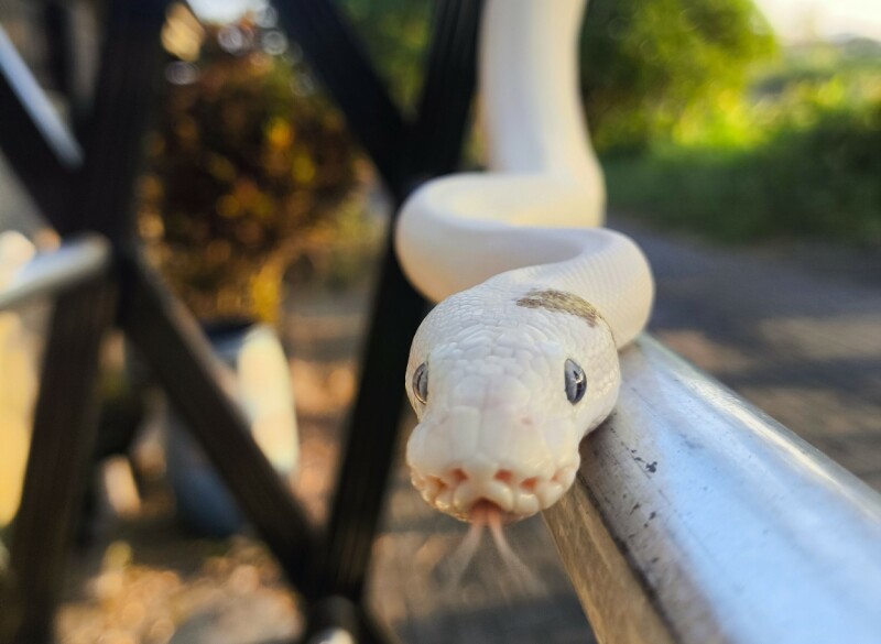 CPython eases Rust requirements as assimilation continues
