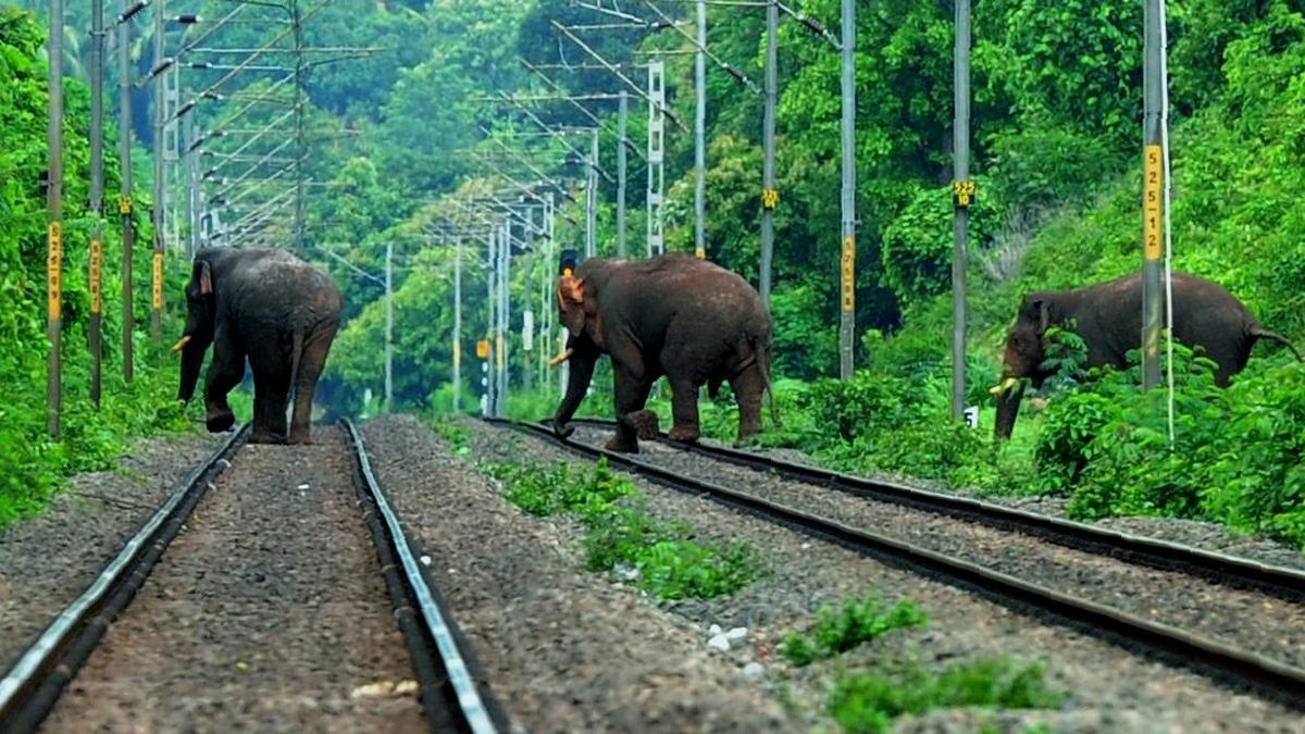 Wild elephant, calf fatally struck by train near Walayar on Kerala-Tamil Nadu border
