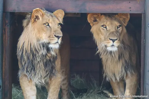 From captivity to freedom: BenTzur and Ori's journey to South Africa