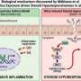 Dust mites plus silica can trigger a pathway to steroid-resistant lung inflammation