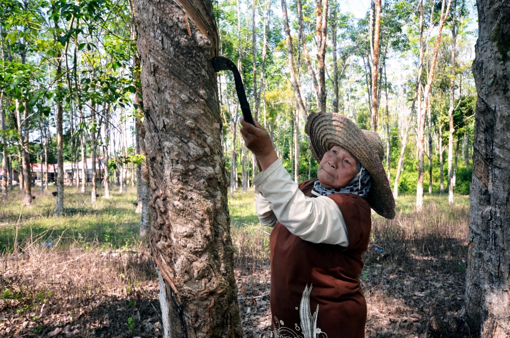 Malaysia’s natural rubber output surges 31.5pc to 26,553 tonnes in June