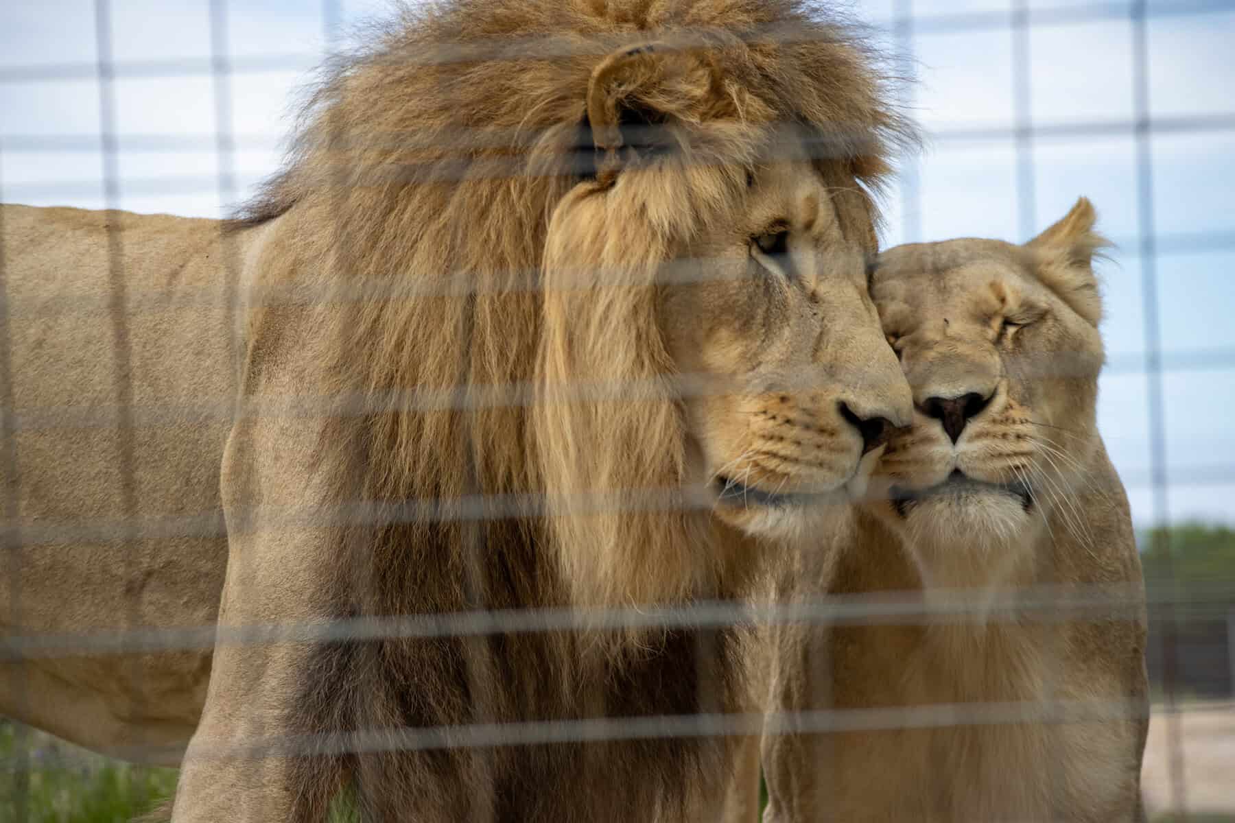 Government called to honour commitment to end SA’s captive lion industry