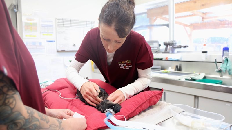 Endangered WA cockatoos first in line for bird flu vaccine
