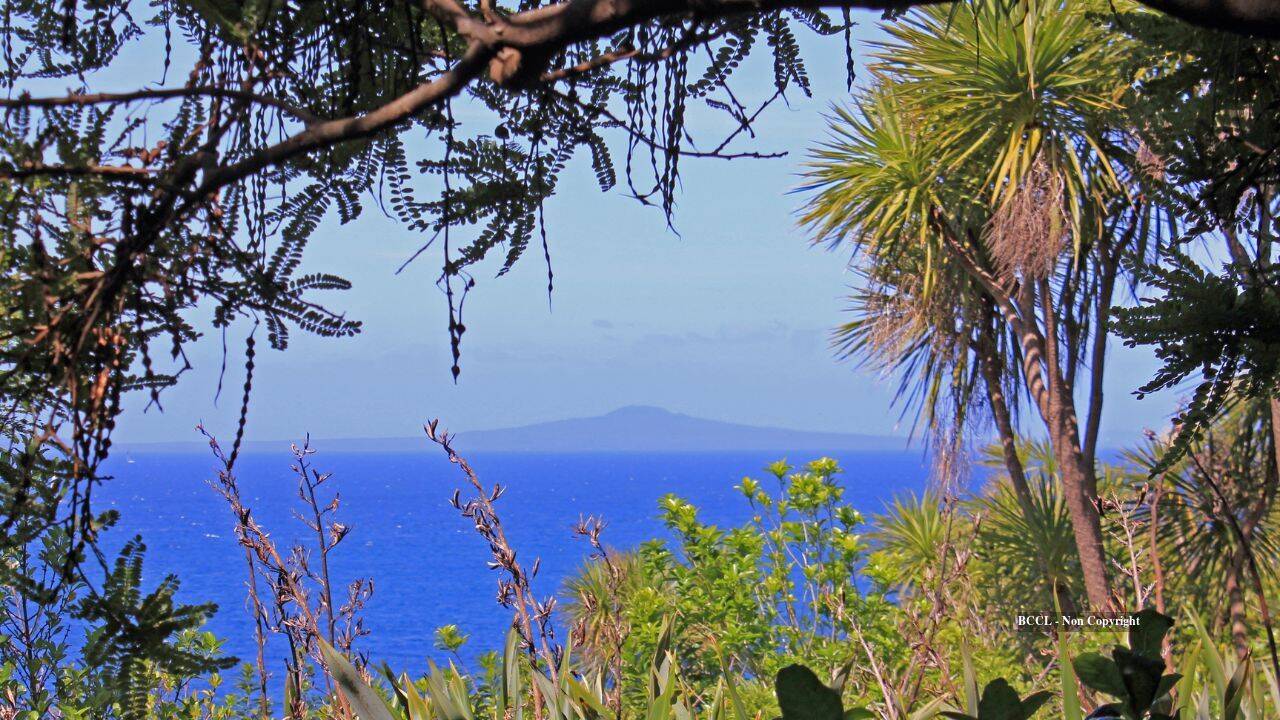 How 280,000 planted trees transformed New Zealand's Tiritiri Matangi
