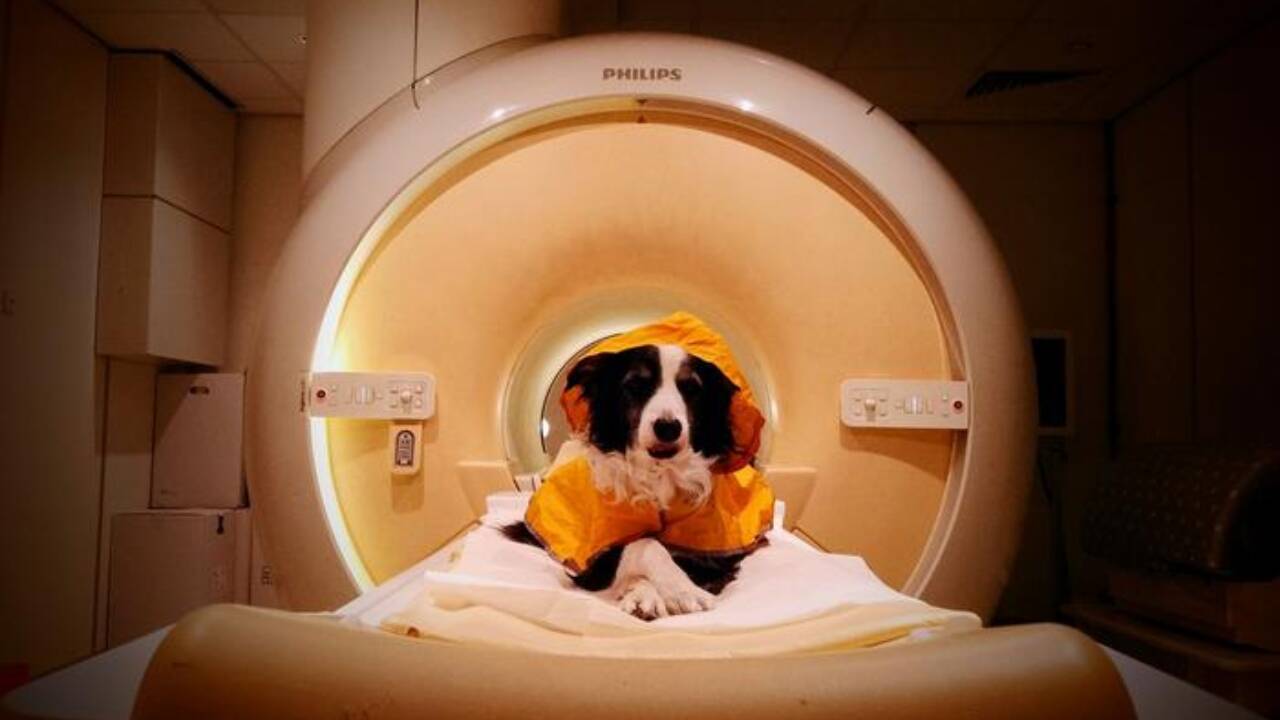 Dog parents were right: Dogs can tell when you're sad, scared or angry