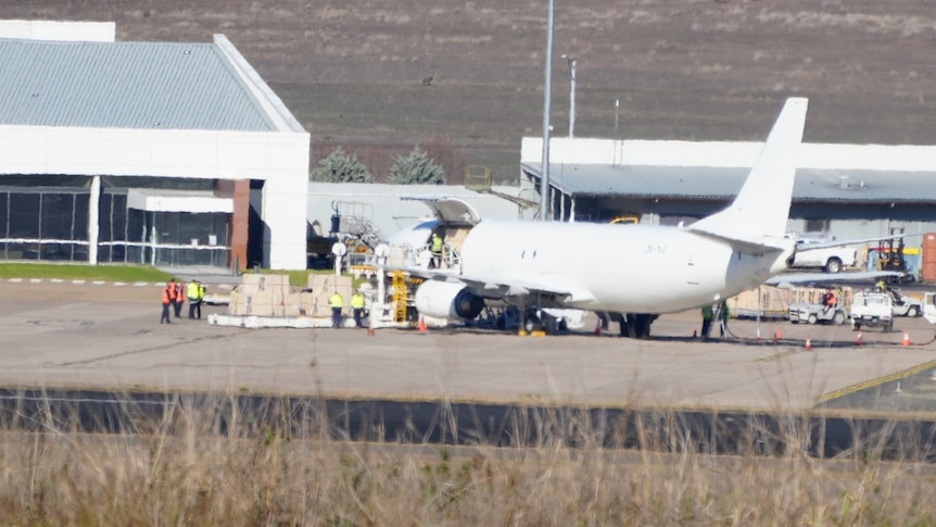 A second plane of greyhounds lands in Qld after New Zealand racing ban