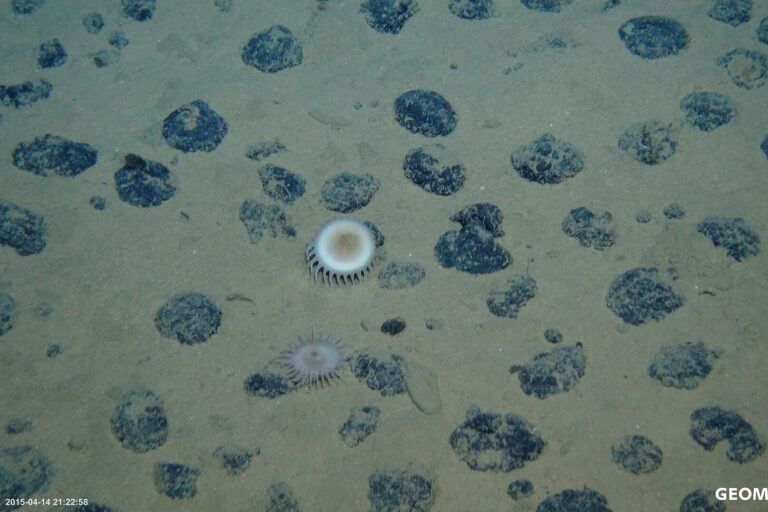 Six African countries now support precautionary pause on deep-seabed mining