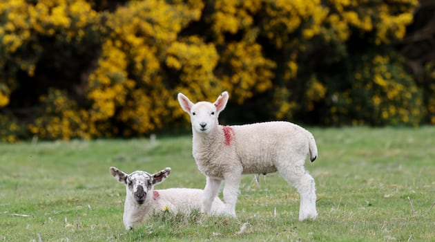 The Curragh is full of natural treasures. It needs safeguarding