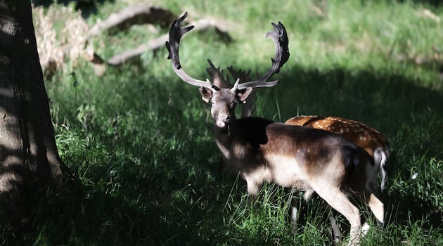 ‘The deer are the elephant in the room’: Is a Phoenix Park cull the best way forward?