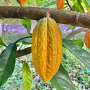 Chocolate's new climate threat: Too much rain