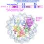 Cancer-linked protein binds to chromosome in unexpected way, study finds