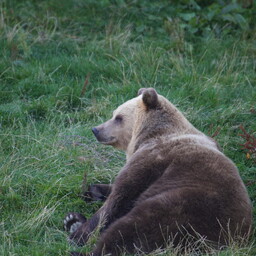 Hunting bear now requires a special permit from the Environmental Board
