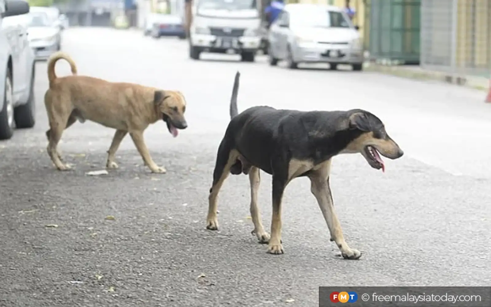 Animal rights group slams bounty scheme for capture of stray dogs
