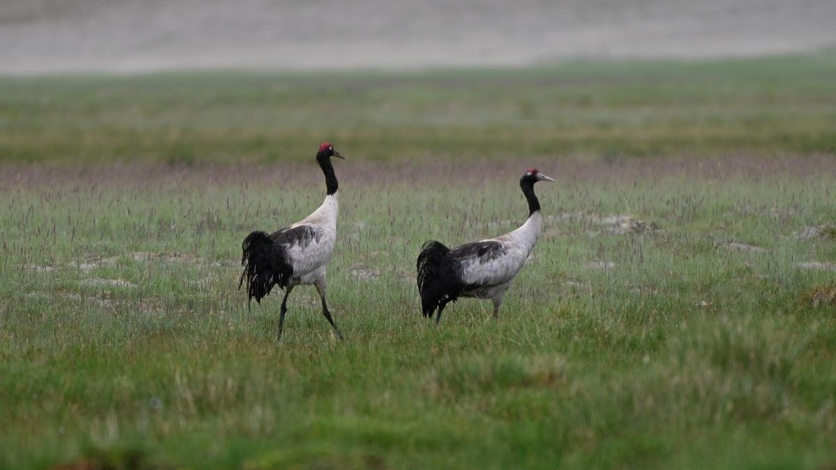 Over 2,950 dogs sterilised to save Black-necked Cranes and wildlife in Ladakh