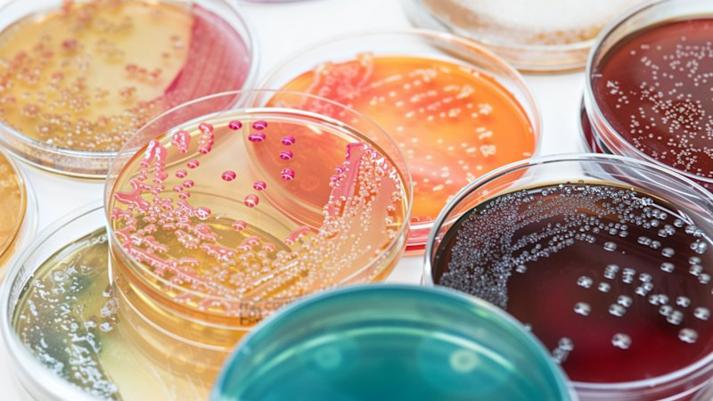 From petri dish to patient:biotech’s formidable obstacle course