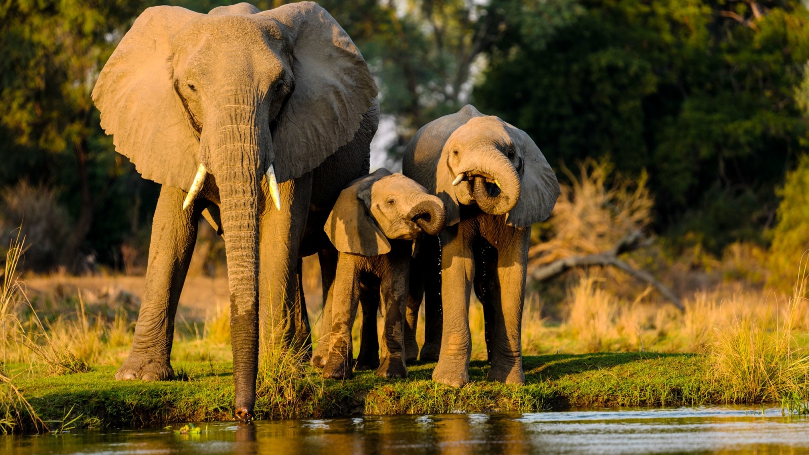 5 wildest places in the world to spot the ‘Big Five’