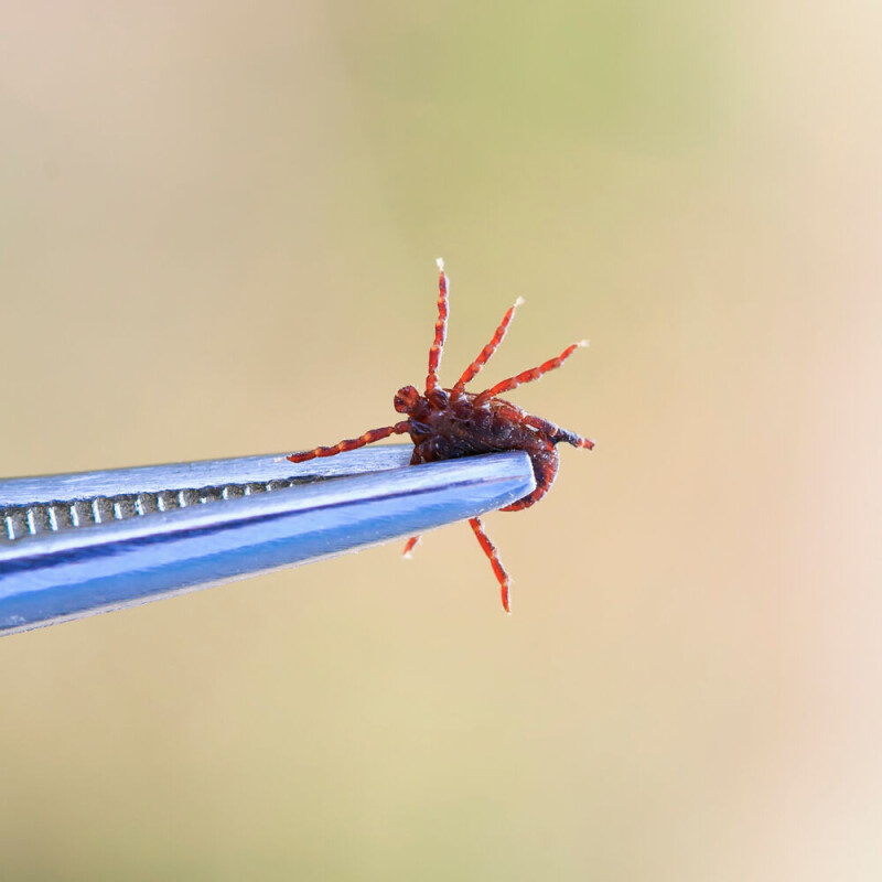Deeply buried 16-year-old SQLite bug caused last year's Tailscale outages