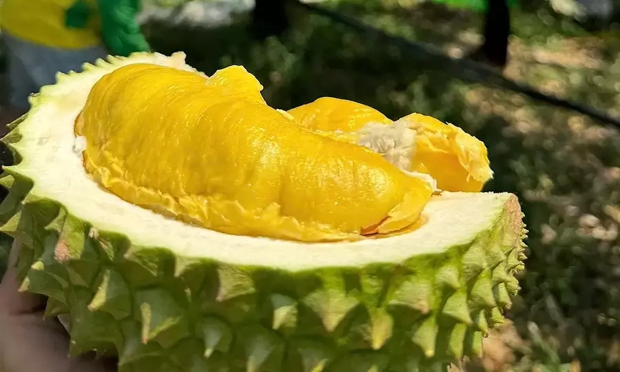 Musang King durian prices jump 56% in 2 weeks
