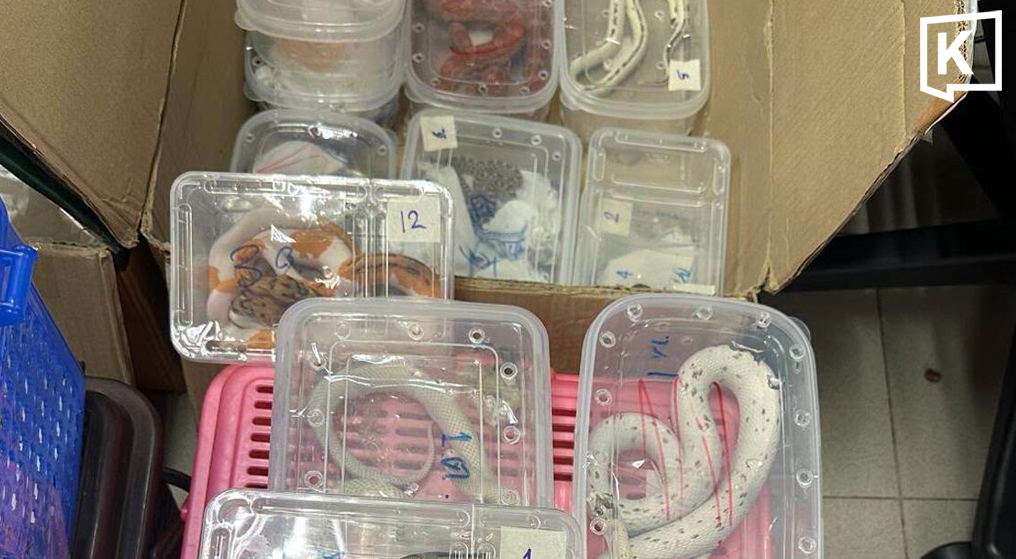 88 ball pythons among 126 reptiles seized at Thai airport