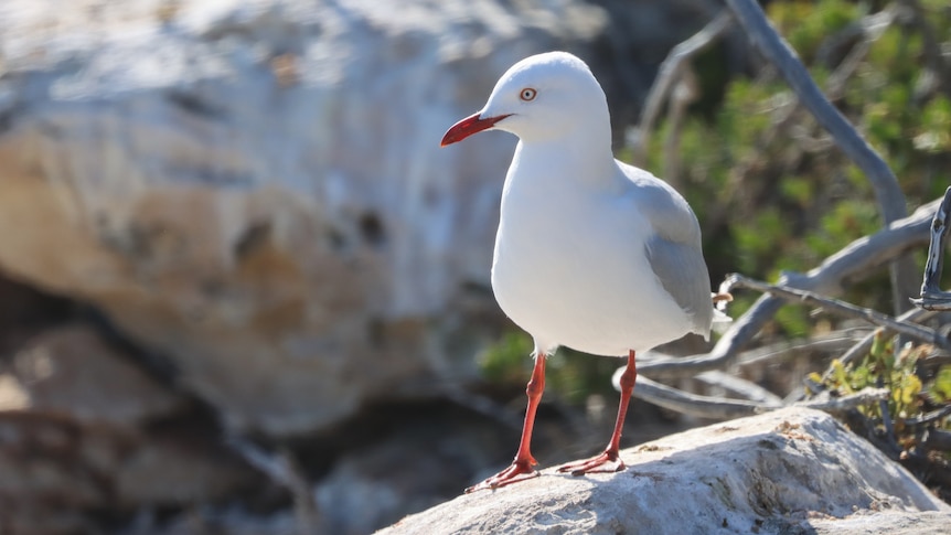 Now bird flu has hit seagulls a 'super-spreader' event is more likely