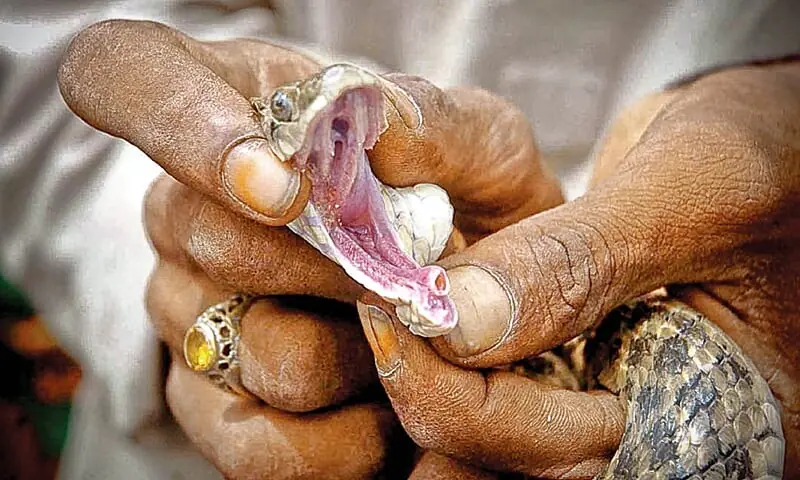 2 arrested for snake charming in Islamabad