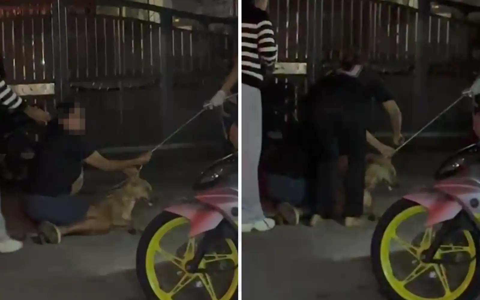 I didn’t intend to harm any animal, says man linked to Rocky’s death
