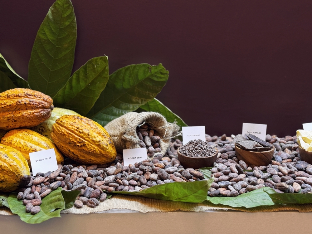 Malaysia’s cocoa industry sees sweet recovery as grinding jumps 29pc