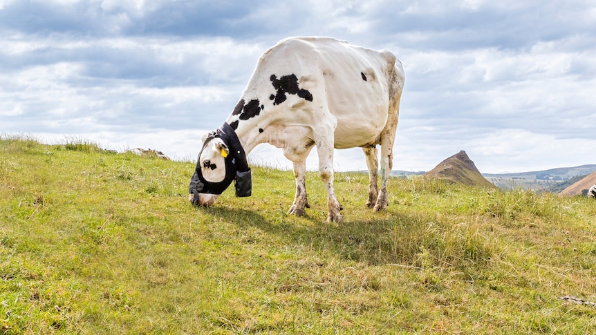 Rubber mask helps to track cattle methane emissions in real time