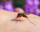 Stop the bites! How to survive another summer of mosquitoes, midges and horseflies