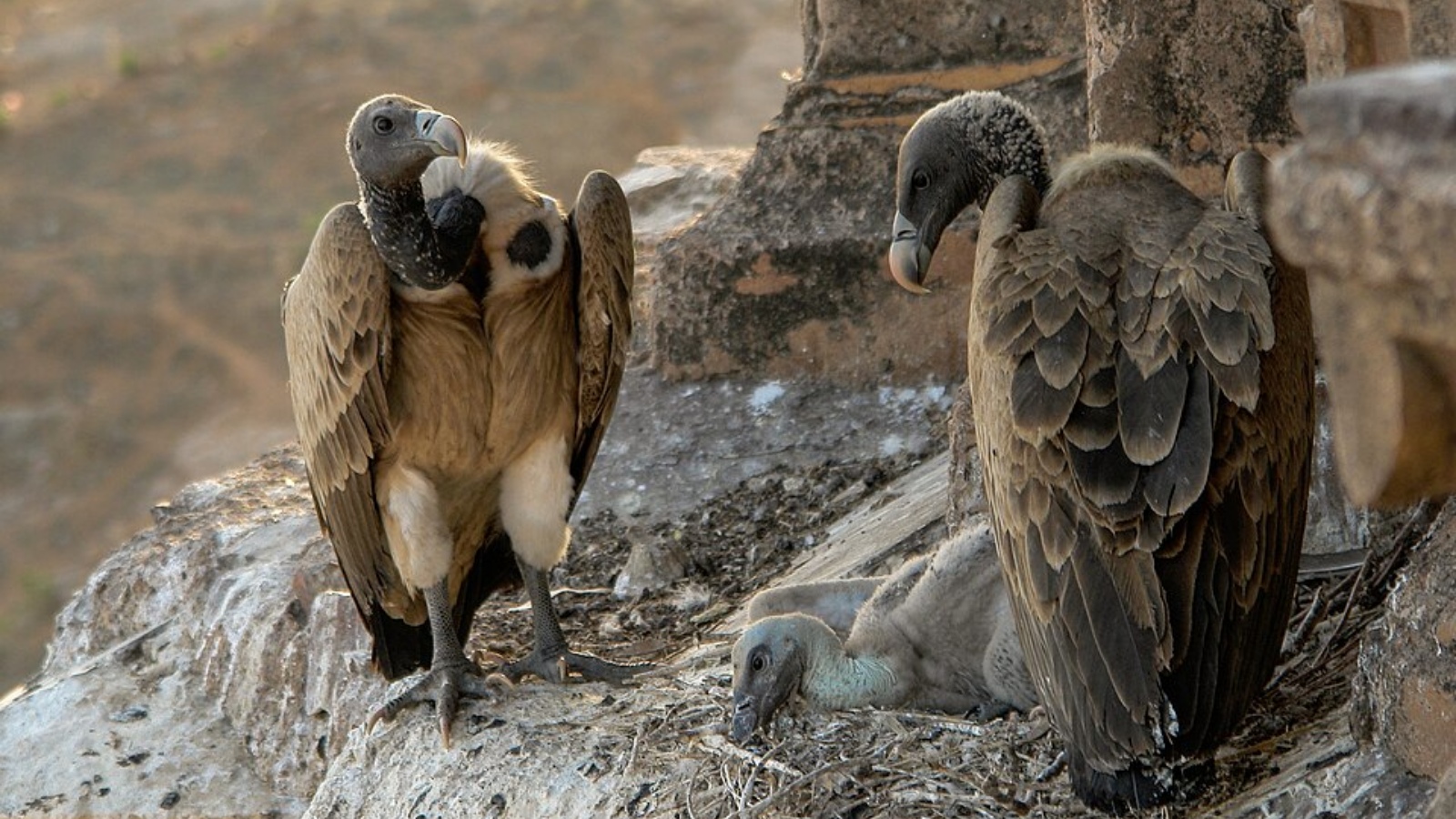 How Panna brought its vultures back from a 99% population crash