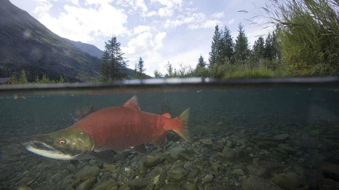 Alaska rebuilt a gold-mining damaged creek; salmon runs rose six-fold