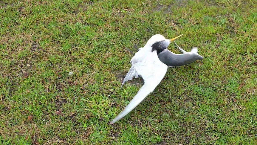 Witness describes the horror of seeing bird flu in native species