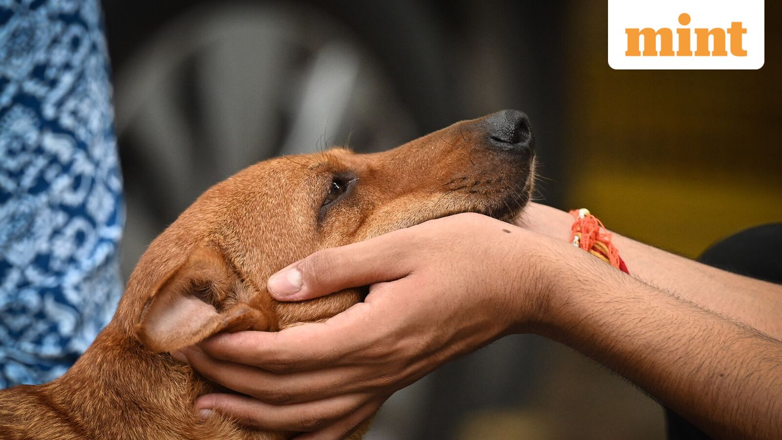 Dogs can tell if you're scared or sad, not just in a bad mood: World-first brain scan study reveals