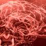 Potential language-specific brain network identified